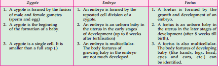 zygote-embryo-foctus