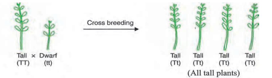 Acrossofpure-bredtallanddwarfpeaplants