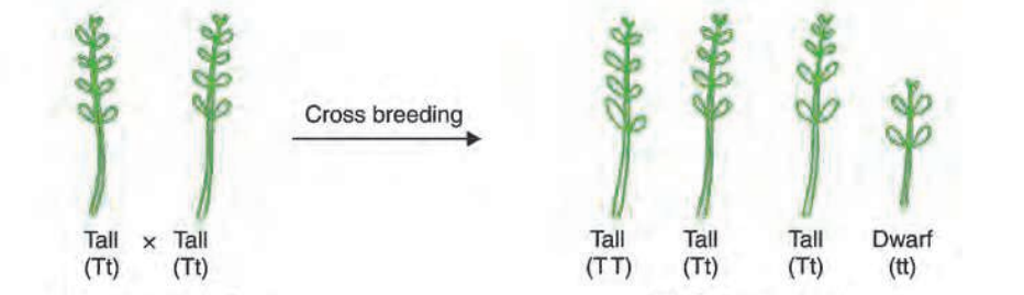 AcrossoftallplantsoF1generationproducestallanddwarfplantsintheratioof31