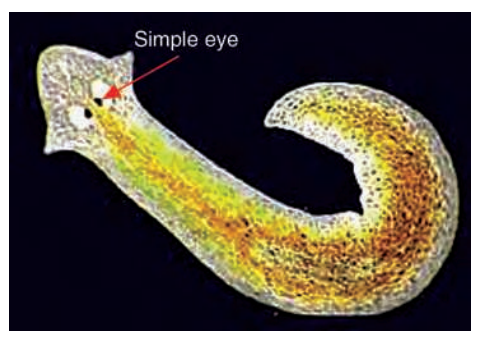 Aflatworm(Planaria) hasverysimpleeyescalledrudimentaryeyes