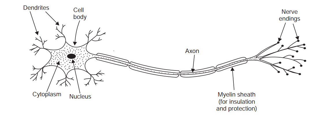 Aneuron(ornervecell).