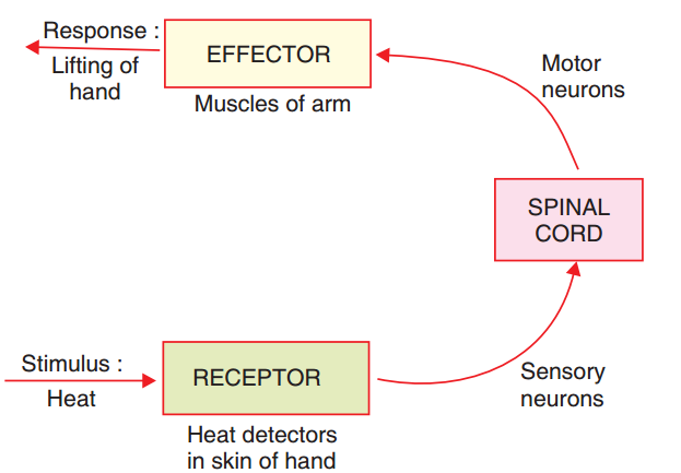 AreflexarcThisisactuallyaspinalreflexarc)