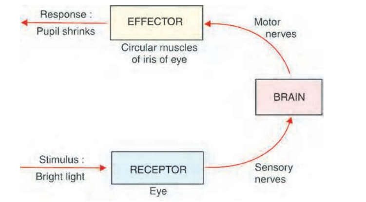 Areflexarcshowingcerebralreflexaction