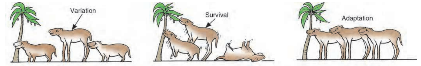 AnexampletoillustrateDarin’stheoryofevolution(by natural selection).