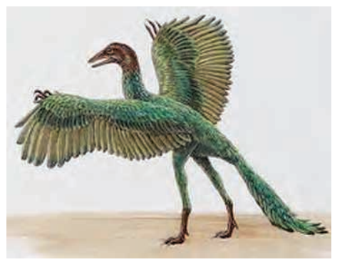 Archaeopteryxisaconnectinglinkbetweenreptilesandbirds.