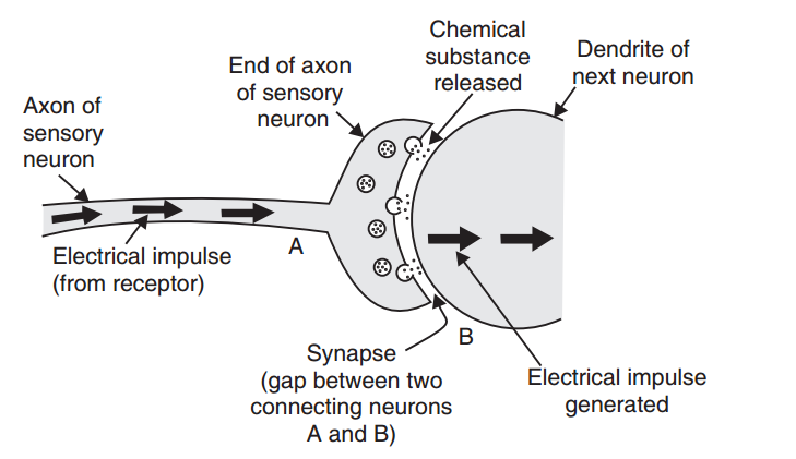 Diagramtoshowhowelectricalimpulsesareconductedfromoneneurontoanotheracrosssynapses(gaps)betweenthem bythereleaseofachemicalsubstance