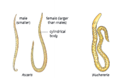 Diversity-in-Living-Organisms-ascaris-and-wuchereria-belong-to-phylum-nemathelminthes