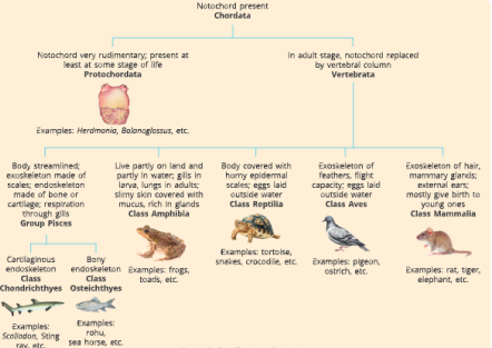 Diversity-in-Living-Organisms-classification-of-animals