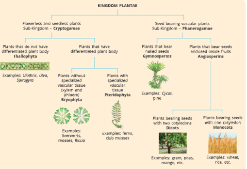 Diversity-in-Living-Organisms-classification-of-plants.