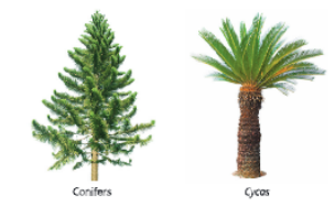 Diversity-in-Living-Organisms-conifers-and-cycas-gymnospermae.