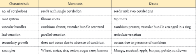 Diversity-in-Living-Organisms-differences-between-monocots-dicots