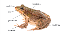 Diversity-in-Living-Organisms-external-features-of-frog.