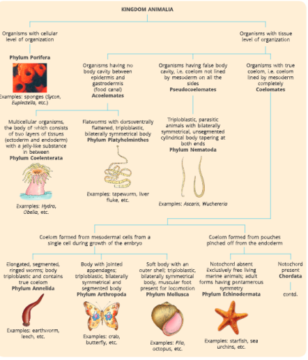 Diversity-in-Living-Organisms-kingdom-animalia