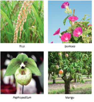Diversity-in-Living-Organisms-some-examples-of-angiosperms