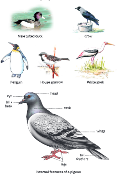 Diversity-in-Living-Organisms-some-examples-of-aves
