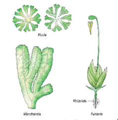 Diversity-in-Living-Organisms-some-examples-of-bryophytes