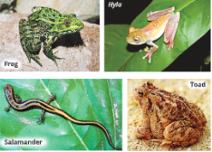 Diversity-in-Living-Organisms-some-examples-of-class-amphibia