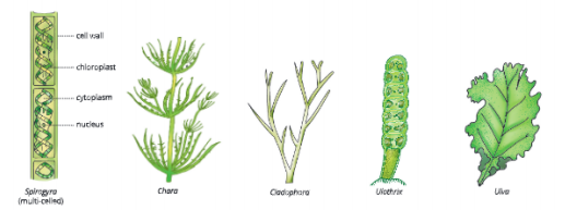 Diversity-in-Living-Organisms-some-examples-of-fthallophytes-algae