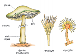 Diversity-in-Living-Organisms-some-examples-of-fungi