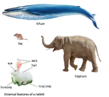 Diversity-in-Living-Organisms-some-examples-of-mammals