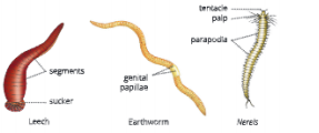 Diversity-in-Living-Organisms-some-examples-of-phylum-annelida