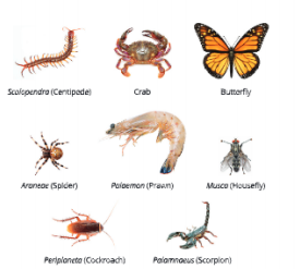 Diversity-in-Living-Organisms-some-examples-of-phylum-arthropodaPNG