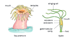 Diversity-in-Living-Organisms-some-examples-of-phylum-cndaria