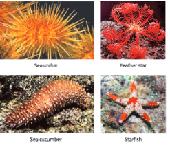 Diversity-in-Living-Organisms-some-examples-of-phylum-echinodermata