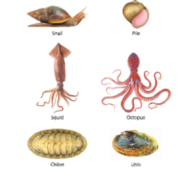 Diversity-in-Living-Organisms-some-examples-of-phylum-mollusca