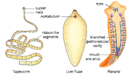 Diversity-in-Living-Organisms-some-examples-of-phylum-platyhelminthes
