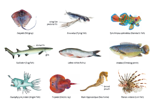 Diversity-in-Living-Organisms-some-examples-of-pisces