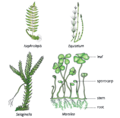 Diversity-in-Living-Organisms-some-examples-of-pteridophyta