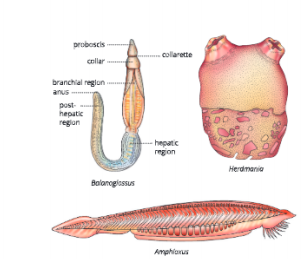Diversity-in-Living-Organisms-some-examples-of-sub-phylum-protochordata