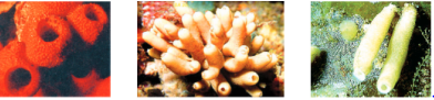 Diversity-in-Living-Organisms-some-spong-belong-to-phylum-porifera