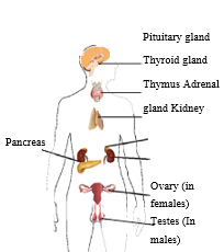 KSEEB Solutions for Class 8 Biology Chapter 5 Endocrine System and ...