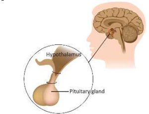 Endocrine system and adolensence location of pitutary glands in humans