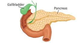 Endocrine system and adolensence pancreasPNG