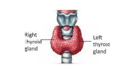 Endocrine system and adolensencethyroid gland