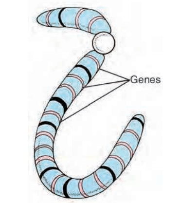 Every chromosome has small parts called genes. Genes control the development of inherited characteristics such as hair colour, eye colour and skin colour, etc, in humans.