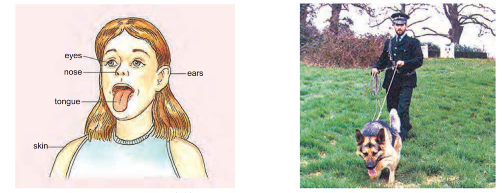 Eyes,ears,nosetongueandskinaresenseorgans.Justlikeusadoghasalsofivesenseorgans. Adoghasandexcellentsenseofsmell.