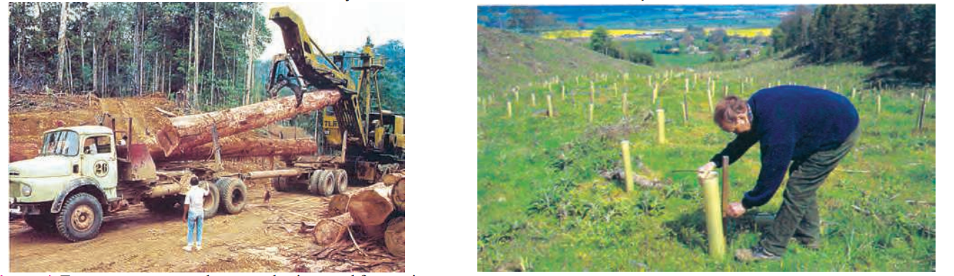 Foresttreesarecutdowntoobtainwoodforuseinbuildings,furniture,makingpaperandsportsgoods.Forestsarethemostrapidlywindlingresourceintheworld.Copy