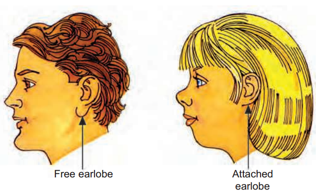 Free earlobe or attached earlobe is a variation found in human population.