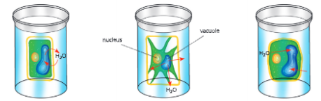 Fundamental-unit-of-life-Behaviour-of-a-plant-cell-placed-in-solution-of-different-concentration