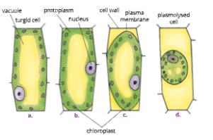 Fundamental-unit-of-life-Diagrametic-reprasentation-of-plasmolysis-in-cell