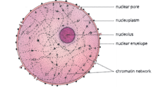 Fundamental-unit-of-life- Nucleus