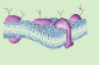 Fundamental-unit-of-life- cell-membranes