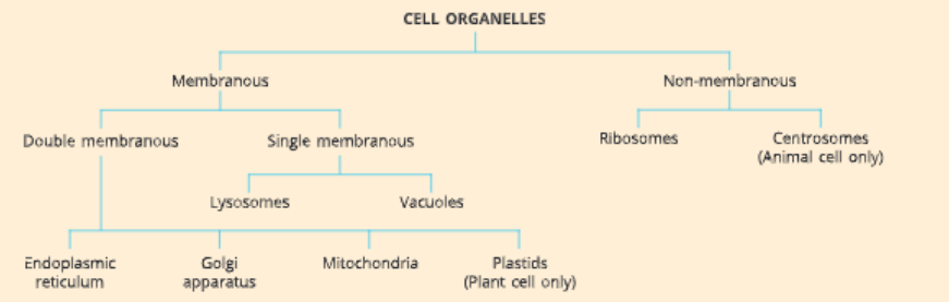 Fundamental-unit-of-life- cell-organelles