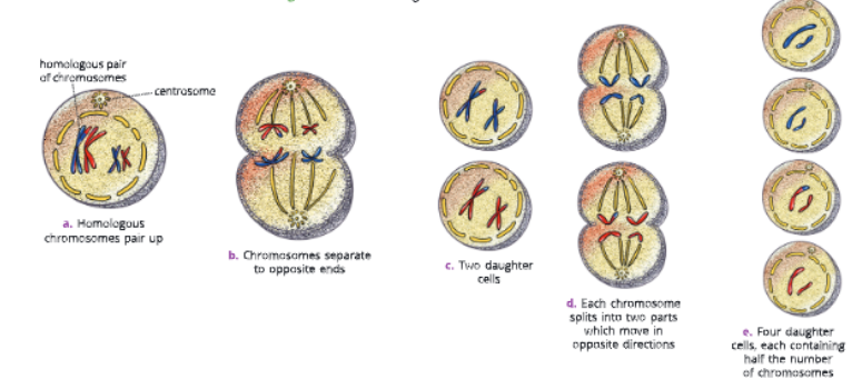 Fundamental-unit-of-life-different-stages-of-meiosis-in-an-animal-cell