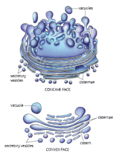 Fundamental-unit-of-life- goigi-apparatus