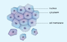 Fundamental-unit-of-life- human-cheek-cells